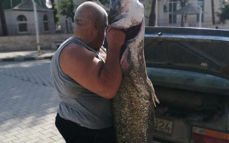 Meriç Nehri'nde ağlara takıldı: 2 metre boyunda “Şanslı günümüzdeydik” Meriç Nehri'nde ağlara takıldı: 2 metre boyunda “Şanslı günümüzdeydik”