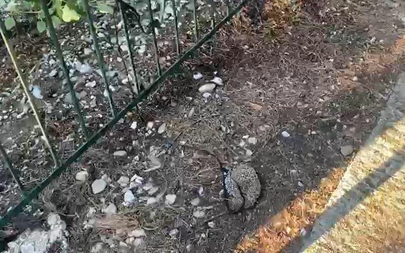 Vicdansızlığın böylesi… Boynuna ip geçirip, aç susuz bıraktılar!