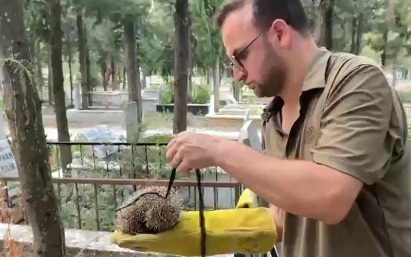Vicdansızlığın böylesi… Boynuna ip geçirip, aç susuz bıraktılar!