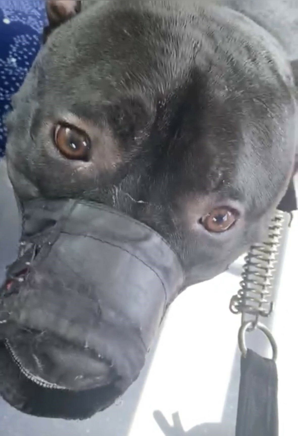 Köpeğiyle otobüse alınmayınca küplere bindi, şoföre saldırıp olay çıkardı Köpeğiyle otobüse alınmayınca küplere bindi, şoföre saldırıp olay çıkardı