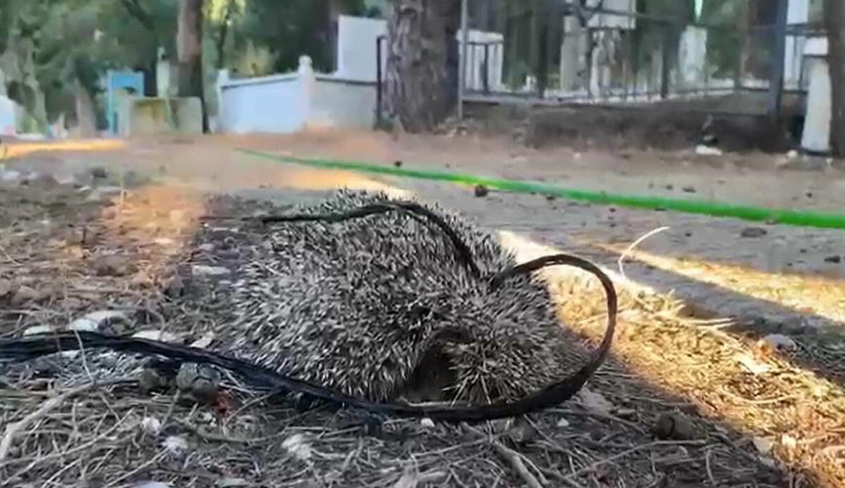 Vicdansızlığın böylesi… Boynuna ip geçirip, aç susuz bıraktılar!