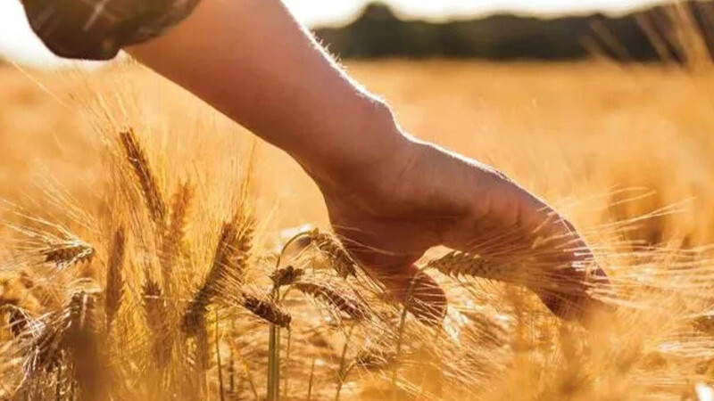 TMO son buğday tanesine kadar alım yapacak  buğday tarlası