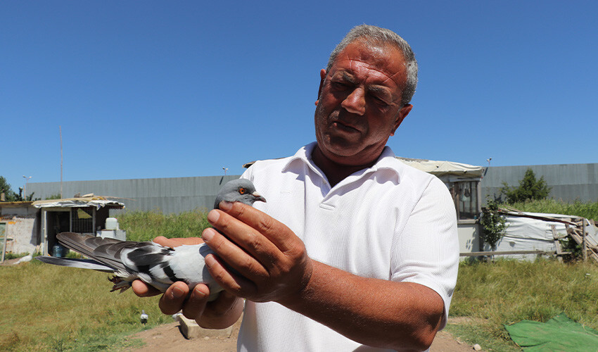 Korkunç fiyatlara satılıyor: Kangal gibi güçlü bir ırk, yüksek talep var... Korkunç fiyatlara satılıyor: Kangal gibi güçlü bir ırk, yüksek talep var...