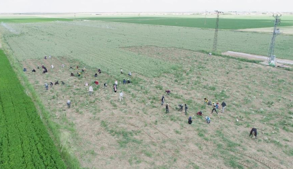 Rusya ve Almanya’dan 200 ton talep var! Aksaray’dan Avrupa'ya giden organik antibiyotik, ilaç fabrikalarında kullanılıyor