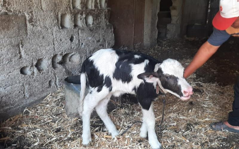 Daha önce böylesi görülmedi! Görenler hayrete düştü, siyah beyaz benekli ineğe benziyor Daha önce böylesi görülmedi! Görenler hayrete düştü, siyah beyaz benekli ineğe benziyor
