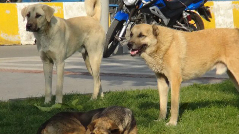 Saadet Partisi Edirne İl Başkanı Tekin sayı vererek uyardı: Acil çare bulunmalı sokak köpeği