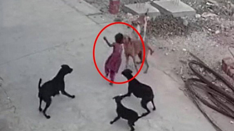 Saadet Partisi Edirne İl Başkanı Tekin sayı vererek uyardı: Acil çare bulunmalı sokak köpeği