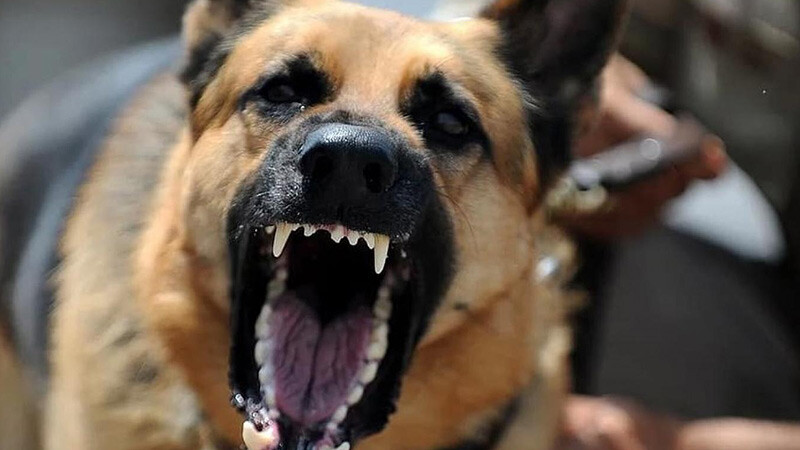 Saadet Partisi Edirne İl Başkanı Tekin sayı vererek uyardı: Acil çare bulunmalı köpek