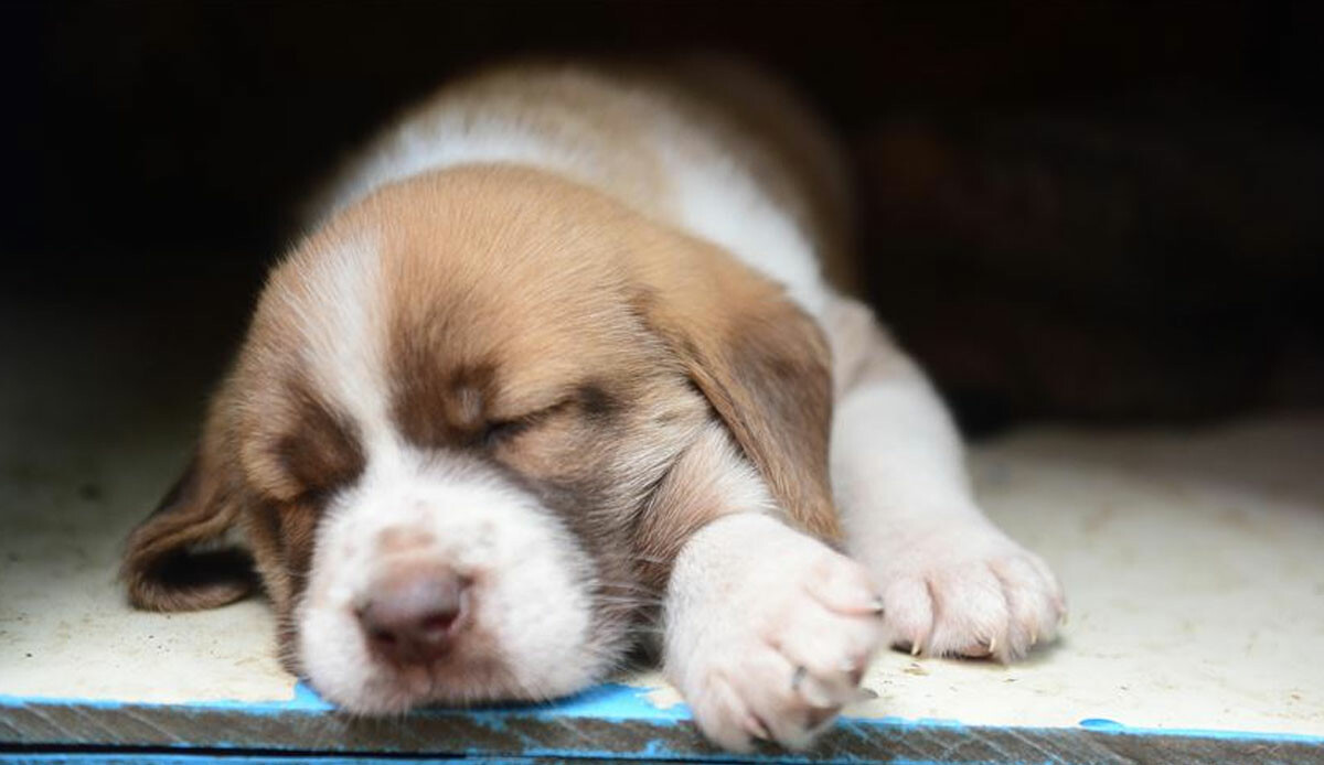 Cani sürücü köpeği ezip kaçtı! Vatandaş üzgün: Bu mahallenin kralıydı
