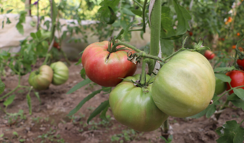 Kimsenin kullanmak istemediği tohumları kullandı, tanesinin ağırlığı 1 kilo