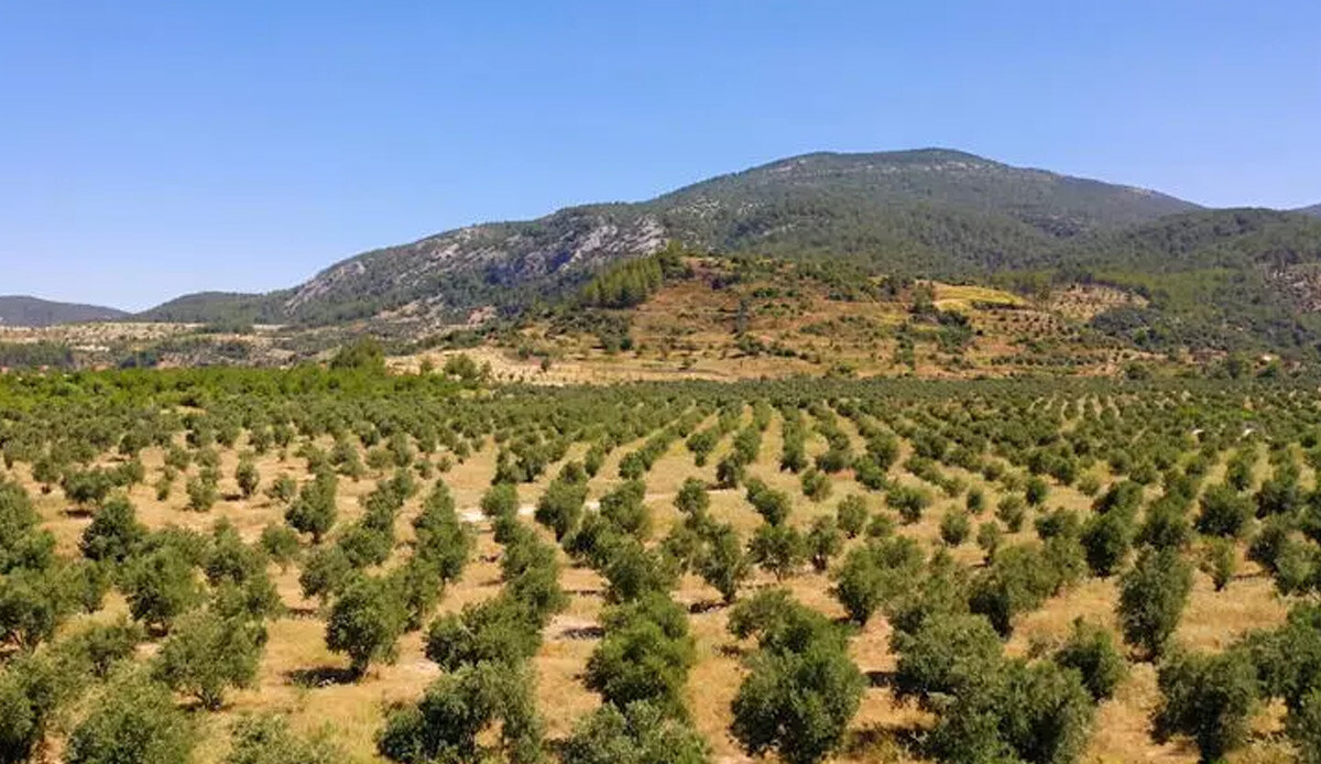 Muğla'da maden sahaları zeytin bahçesine dönüştü Muğla'da maden sahaları zeytin bahçesine dönüştü