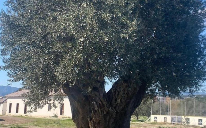 Zeytin üretimi durma noktasında! İklim krizi vurdu, fiyatlar uçtu… Zeytin üretimi durma noktasında! İklim krizi vurdu, fiyatlar uçtu…
