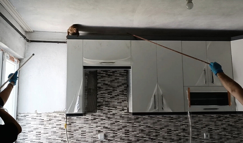 Evin mutfağında maymun paniği: Durduğu yerde durmadı