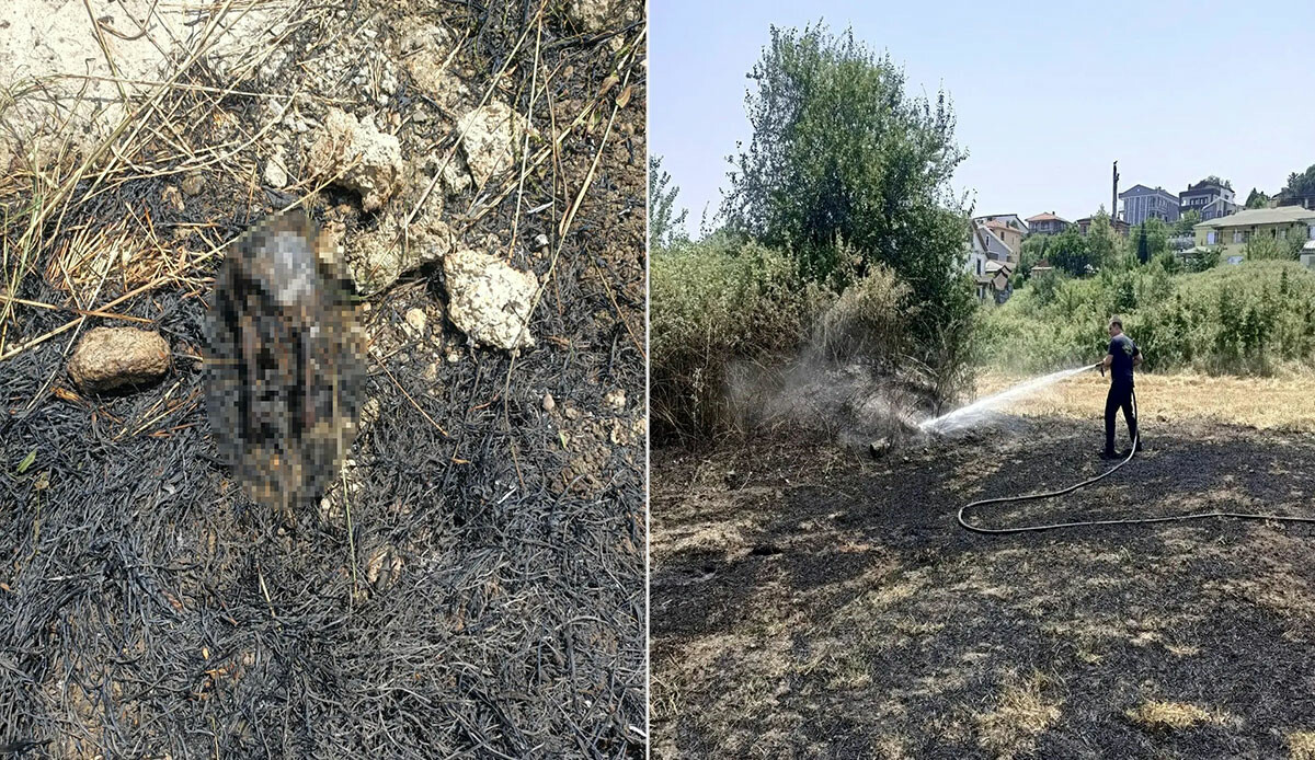 Elektrik teline çarpan kuş yangına neden oldu