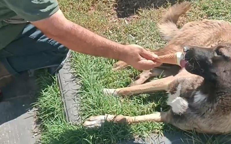 Sıcaktan bunalan köpeğe dondurma ikram etti, iştahla yedi: Ben mutlu oldum, o mutlu oldu