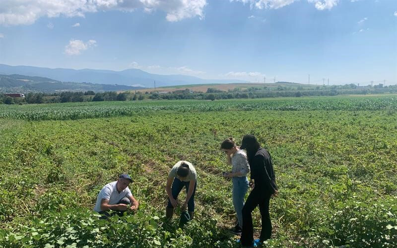 Patateste mildiyo alarmı: İl Tarım ve Orman Müdürlüğü harekete geçti, yüzde 70 ürün kaybına neden oluyor Patateste mildiyo alarmı: İl Tarım ve Orman Müdürlüğü harekete geçti, yüzde 70 ürün kaybına neden oluyor