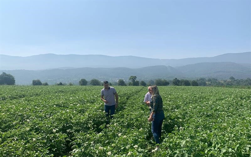 Patateste mildiyo alarmı: İl Tarım ve Orman Müdürlüğü harekete geçti, yüzde 70 ürün kaybına neden oluyor Patateste mildiyo alarmı: İl Tarım ve Orman Müdürlüğü harekete geçti, yüzde 70 ürün kaybına neden oluyor