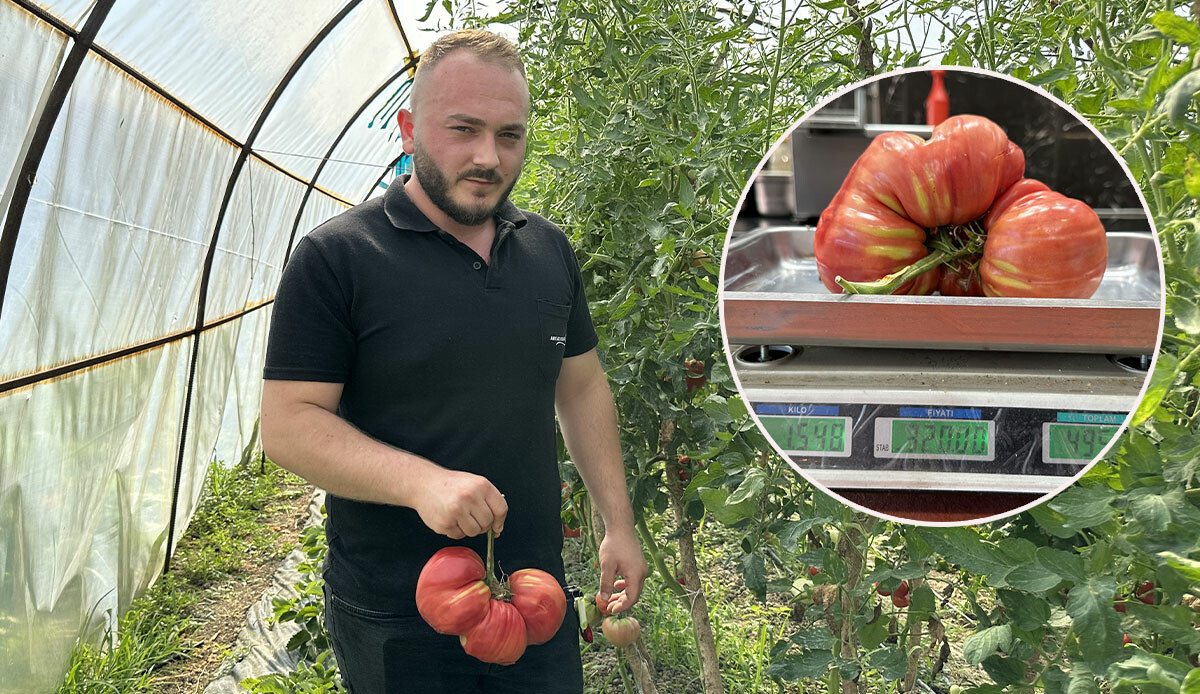 Ata tohumu meyve verdi! Tartıda çıkan sonucu görünce şaşırıp kaldı…