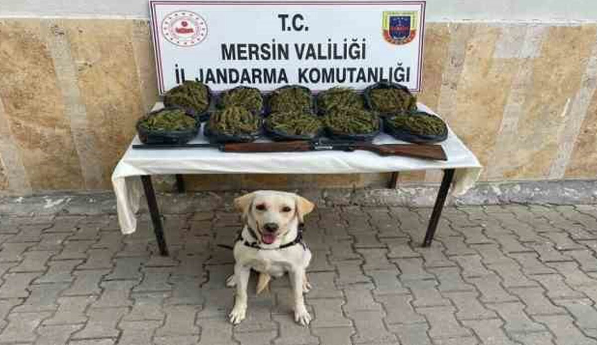 Mersin'de dev operasyon: Onlarca kilo skunk ele geçirildi Mersin'de dev operasyon: Onlarca kilo skunk ele geçirildi