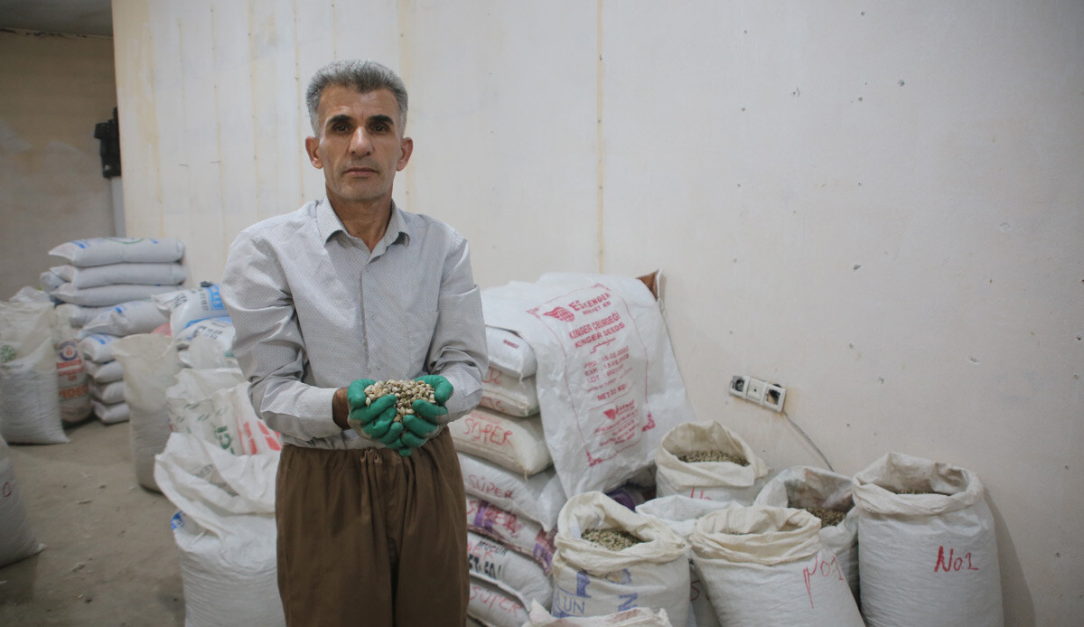 Dağlardan toplanıyor, birçok hastalığa şifa oluyor: 2 milyon dolar kazandırdı, 40 kişiye istihdam sağladı