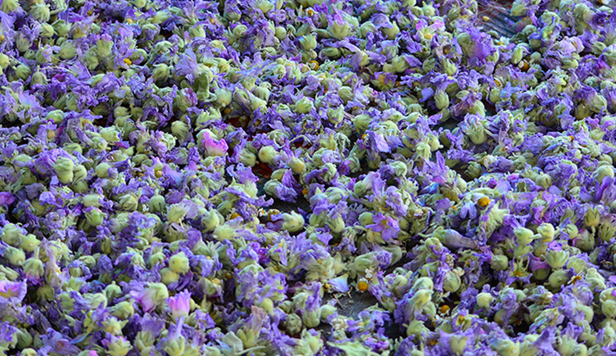 Yol kenarında yetişiyor, ekmek kapısı oluyor! Hasadı başladı, toplamak için yarışıyorlar: Kilosu 90 TL