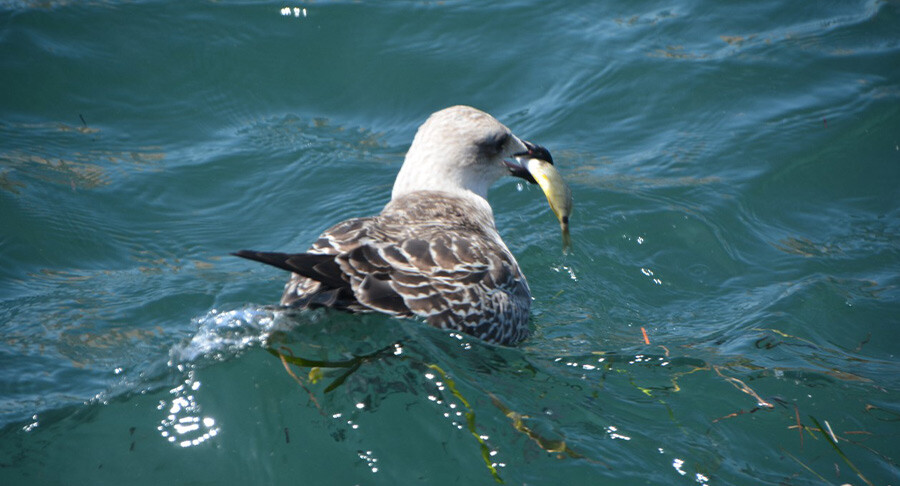 Ani soğuma balıkları şoka soktu! Kovayı alan kıyıya koştu