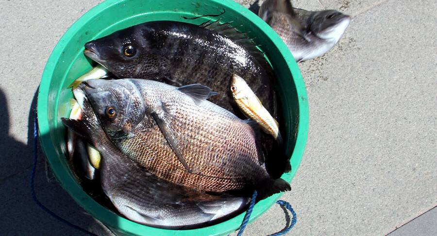 Ani soğuma balıkları şoka soktu! Kovayı alan kıyıya koştu