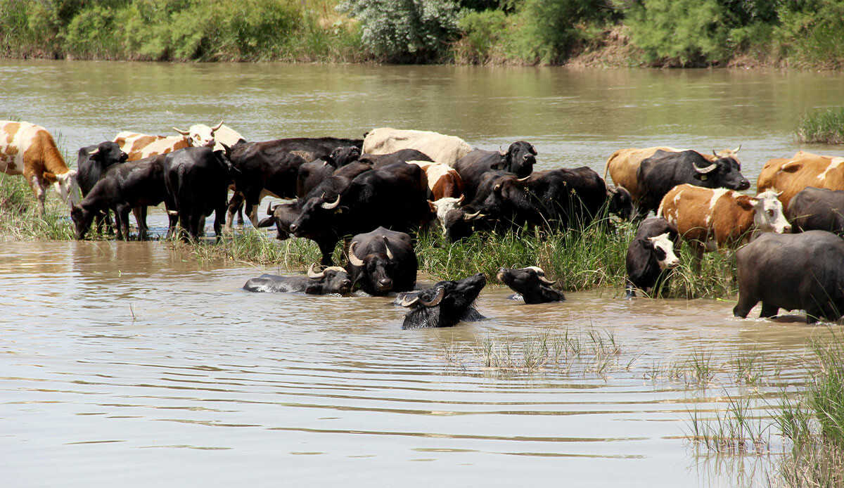 Afrika değil Sivas: İşte belgesel filmlerini aratmayacak görüntüler