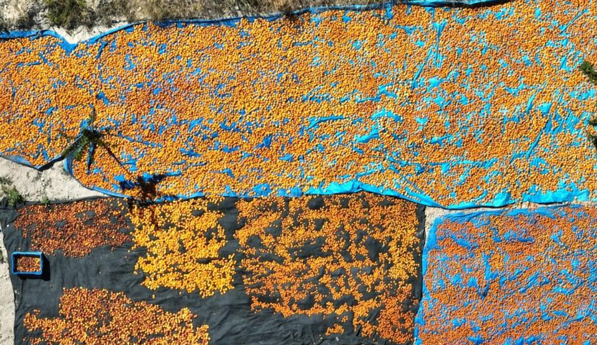 200 bin ağaçtan yıllık 30 bin ton rekolte! Türkiye'de ilk 10'da yer alıyor: Yakında Anadolu'da markalaşacak