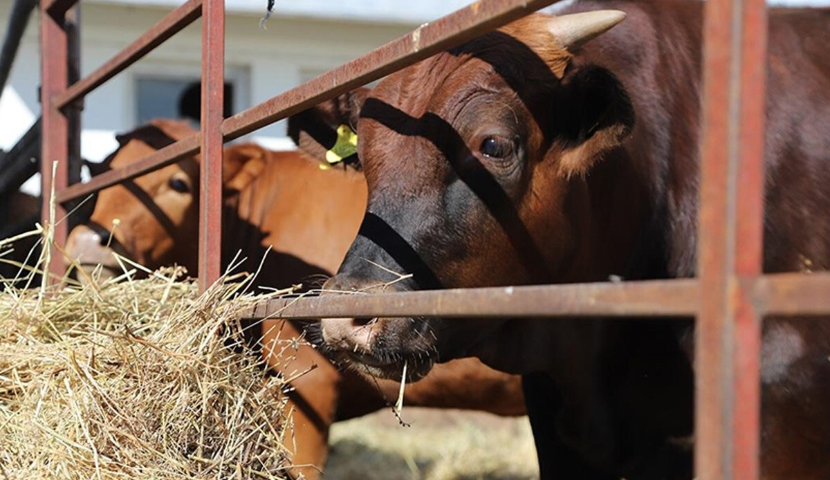 Özel termosla ABD'den Türkiye'ye getirildi: 1 yılda et deposu 'Beefmaster'a dönüştü