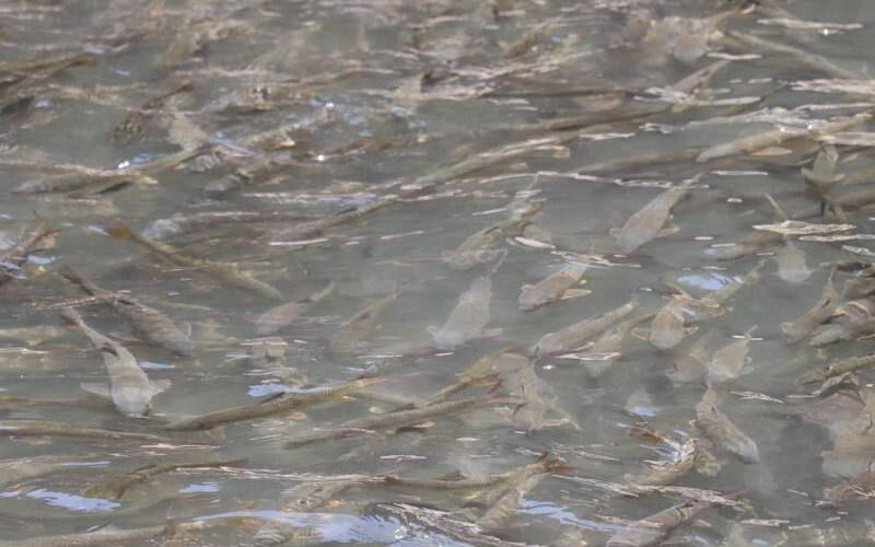 Plansızca dökülen beton tonlarca sazan balığını tehlike attı Plansızca dökülen beton tonlarca sazan balığını tehlike attı