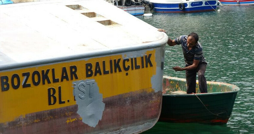 Sezon başlangıcına 1 ay kaldı: Karadeniz'de hamsi göründü ama palamut yok Sezon başlangıcına 1 ay kaldı: Karadeniz'de hamsi göründü ama palamut yok
