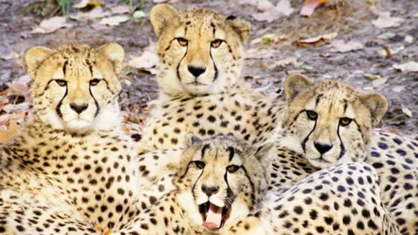 Hindistan'a getirilen Afrika çitalarından biri daha öldü! Hindistan'a getirilen Afrika çitalarından biri daha öldü!