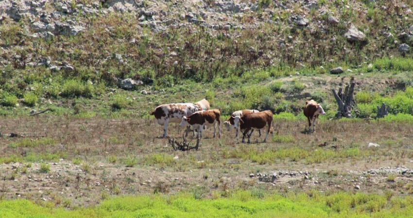 İstanbul’un su ihtiyacını karşılayan barajlardan eser yok: Artık hayvanlar otluyor İstanbul’un su ihtiyacını karşılayan barajlardan eser yok: Artık hayvanlar otluyor