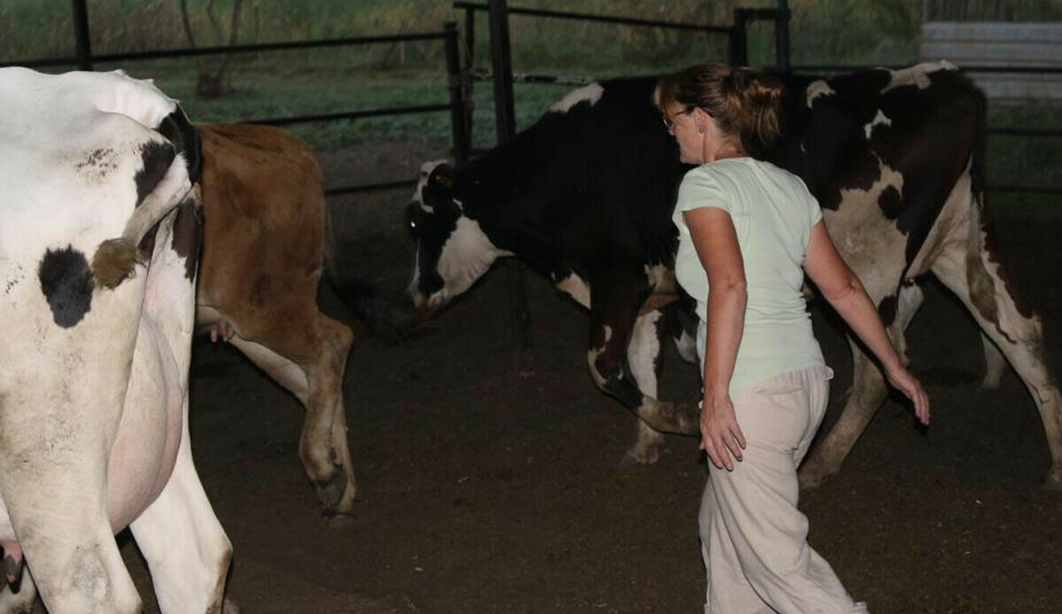İngiliz gelin Türk aşkı için hayatını değiştirdi! Plazadan çıkıp ahıra girdi…