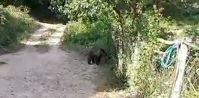 Bahçesine giren ayıyı böyle kovdu: Koca oğlan hadi evine