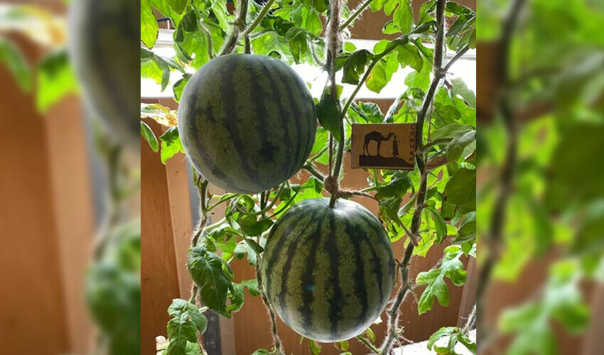 Rus bilim insanlarının Antarktika'da ne yetiştirdiğine inanamayacaksınız!