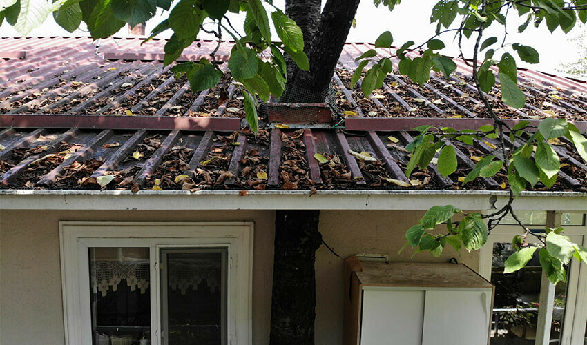 Baba yadigarı ağacı kesmeye gönlü el vermedi, evini ona göre inşa etti