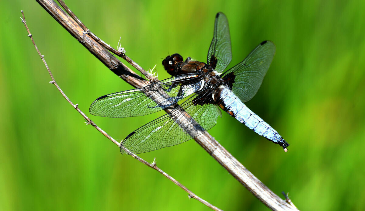 Asboğa Gölü ev sahipliği yapıyor: Yusufçuk böcekleri eşsiz görüntüsüyle göz kamaştırıyor