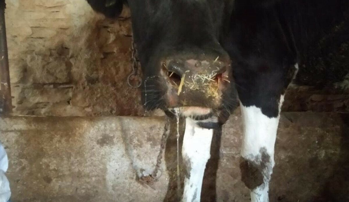 Şap hastalığı nedeniyle üç ilçede alarm! İlçe Tarım ve Orman Müdürü duyurdu, yasak geldi Şap hastalığı nedeniyle üç ilçede alarm! İlçe Tarım ve Orman Müdürü duyurdu, yasak geldi