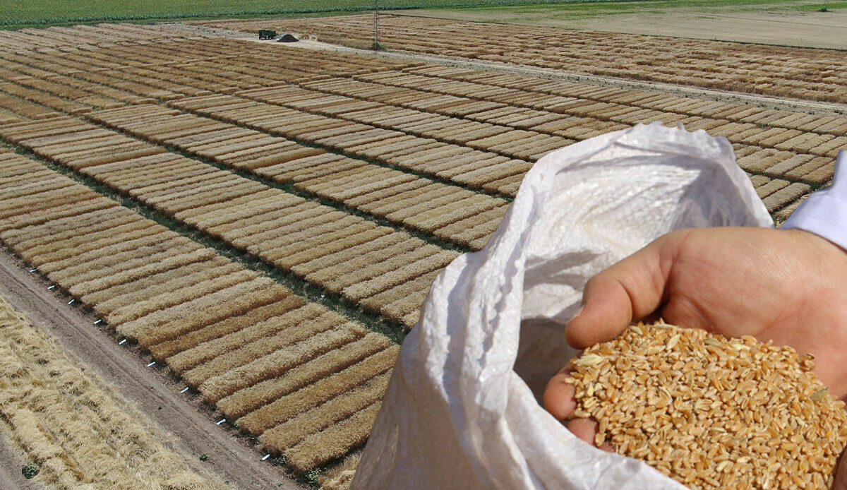 Türk bilim adamları ‘süper buğday’ için kolları sıvadı... Dünyanın gözü bu tarlada!