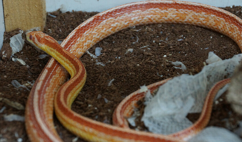Pandemi yüzünden yılanlar arttı: Yuvasından çıkarmanın tüyosu ıslak havluda