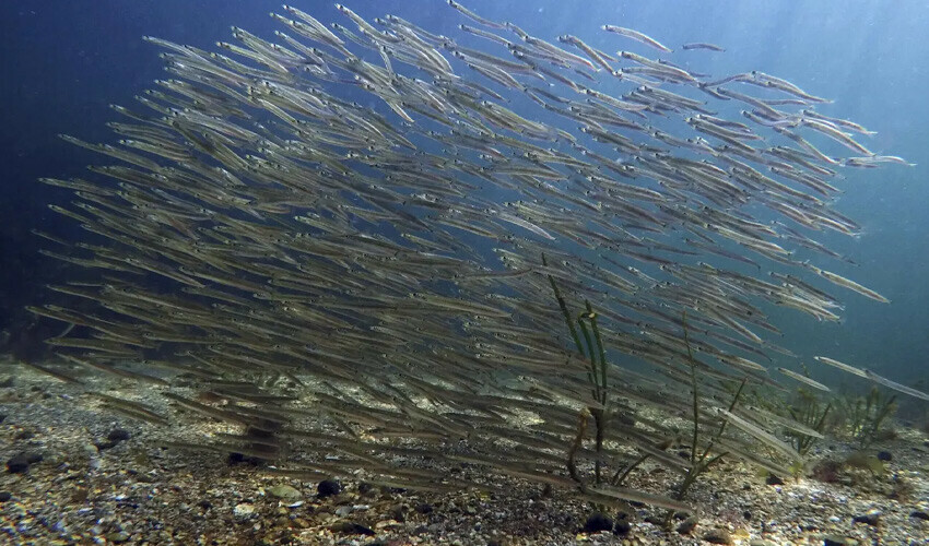 DENİZ SUYU SICAKLIĞI