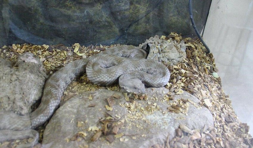 Pandemi yüzünden yılanlar arttı: Yuvasından çıkarmanın tüyosu ıslak havluda