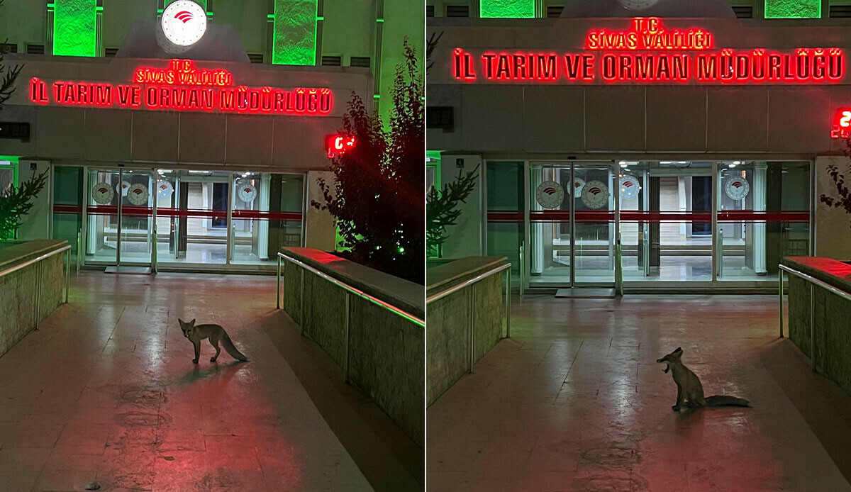 Şehre inen tilkinin ilginç ziyareti Şehre inen tilkinin ilginç ziyareti