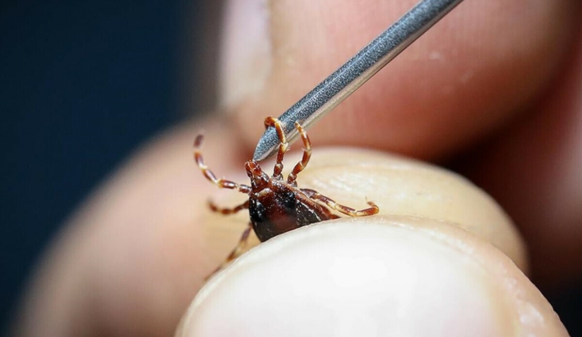 Keneler hastalıklara davetiye çıkarabilir | Türkiye Kliniği Keneler hastalıklara davetiye çıkarabilir | Türkiye Kliniği