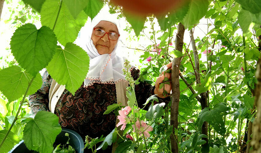 Gençlerin yapmadığını yapıyor: 70 yaşındaki Netice nine tam bir kitap kurdu