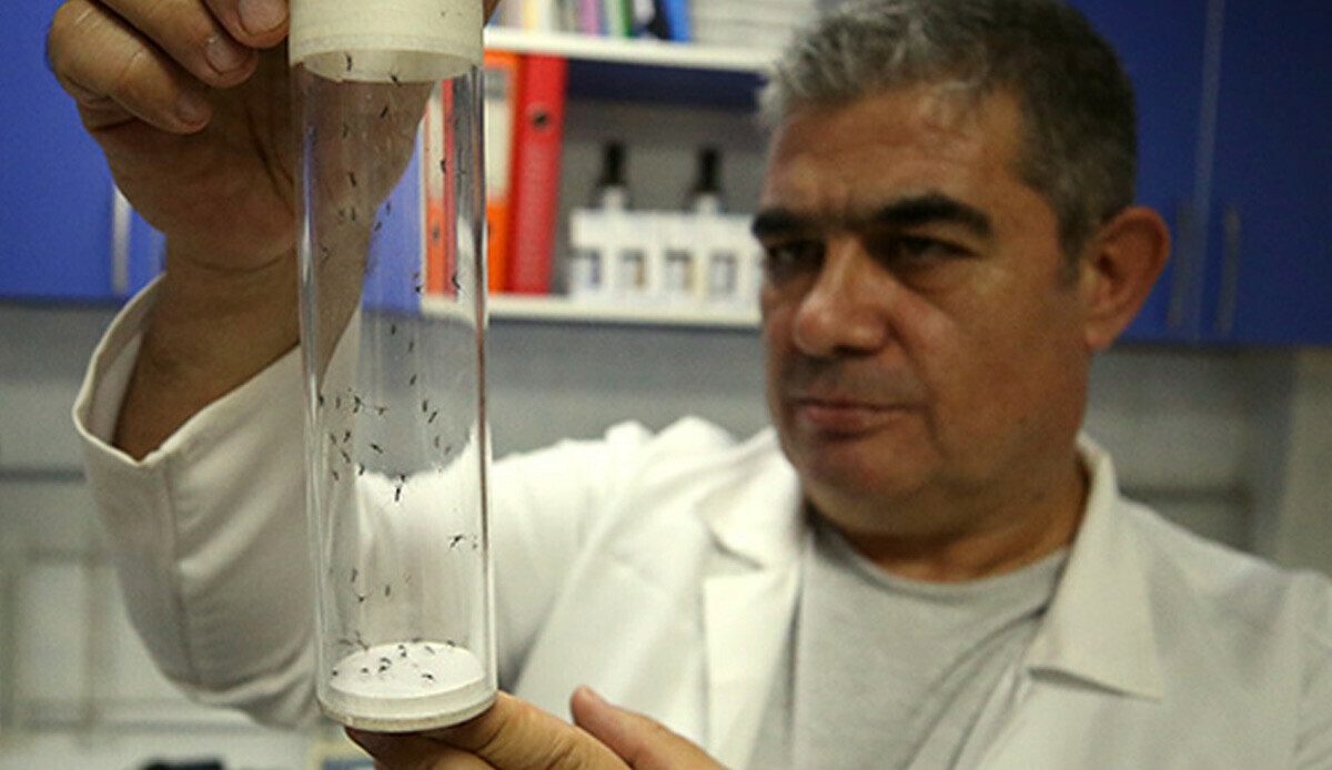 Asya kaplan sivrisineği istilası! Mücadelesi çok zor, Ege ve Akdeniz