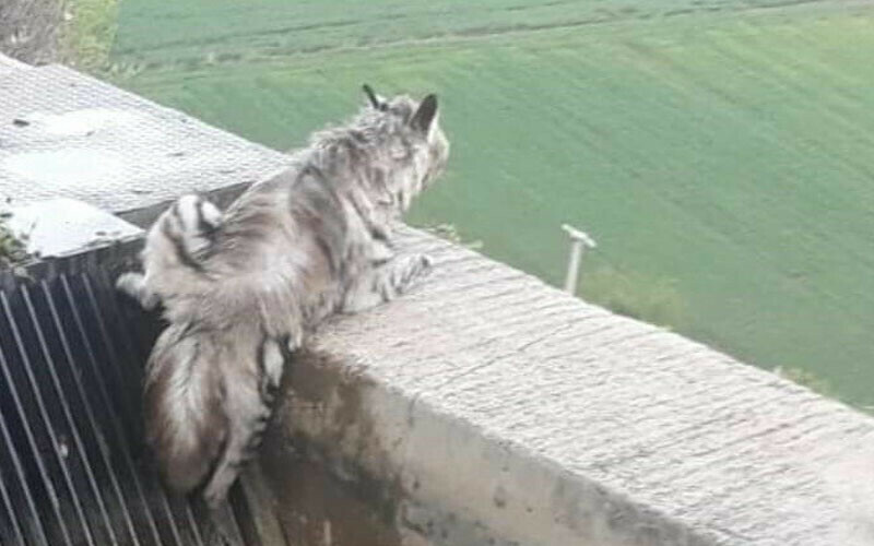 Görünce hemen cep telefonuna sarıldı… 43 yıl sonra ilk kez! Kırmızı listedeydi