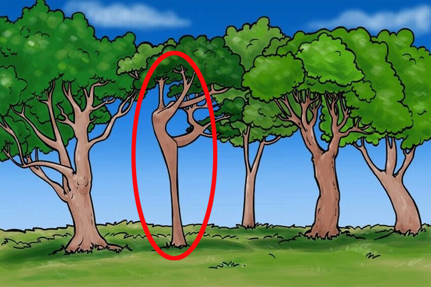 Süre: 7 saniye! Ağaçların arasındaki balerini bulan zekasıyla ateş ediyor Süre: 7 saniye! Ağaçların arasındaki balerini bulan zekasıyla ateş ediyor